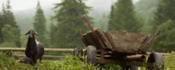 Лесное хозяйство